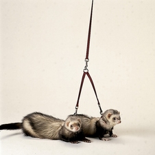 Поводок (сворка) для выгула двух хорьков Tandem красный FP-033 820.884 Ferplast