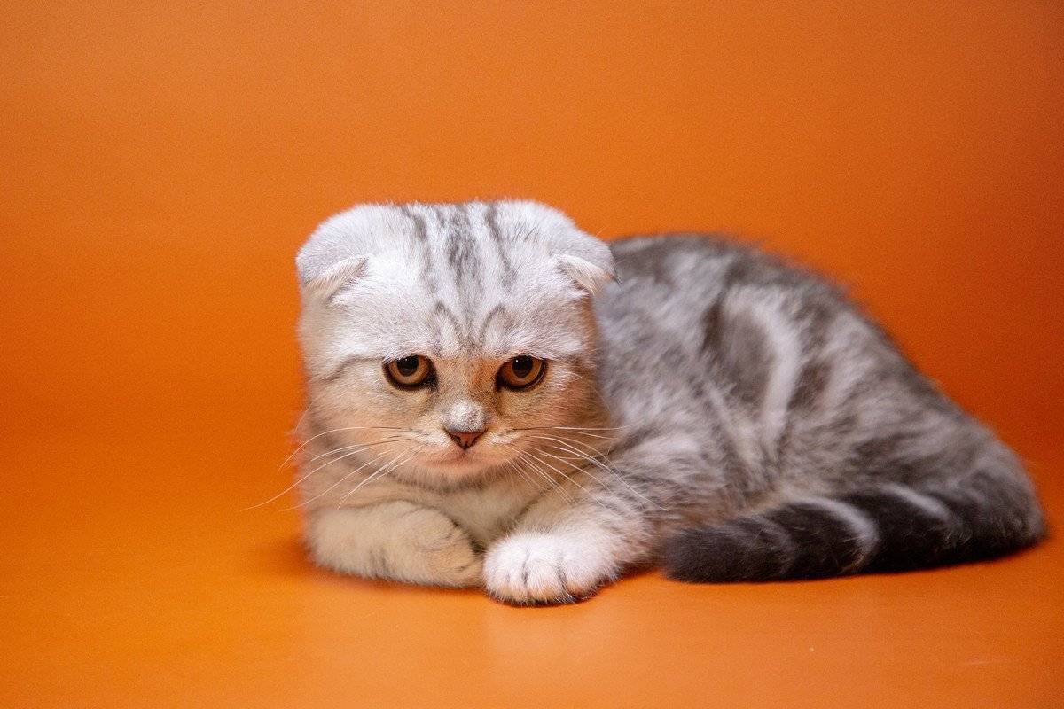 Чем кормить шотландского котенка
