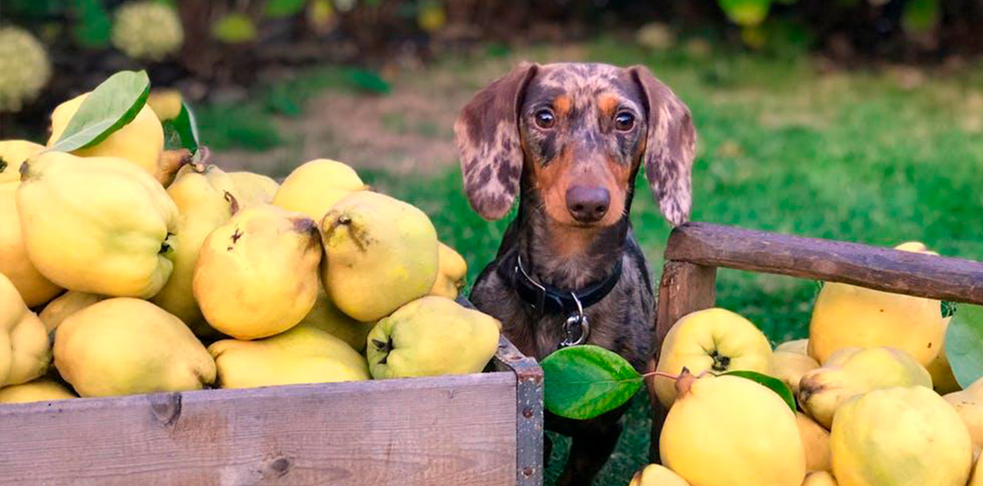 Можно собакам яблоки свежие