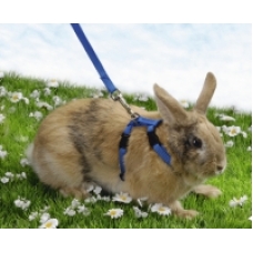 Шлея "Dog Extreme" регулируемая с поводком д/морс.свинок,декор.крыс 12-22 см*10 мм синяя 07012