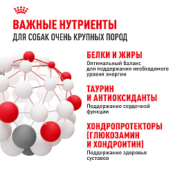 Royal Canin (Роял Канин) Джайнт Корм сухой для взрослых собак очень крупных размеров от 18 мес 15 кг