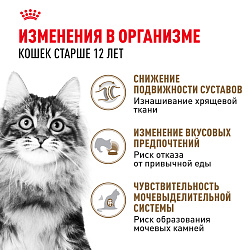 Royal Canin (Роял Канин) Эйджинг 12+ корм влажный для стареющих кошек от 12 лет в желе 85 г