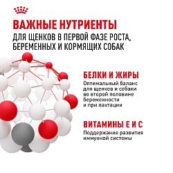 Royal Canin (Роял Канин) Мини Стартер Корм сухой для щенков мелких пород до 2-х месяцев 3 кг