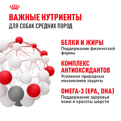 Royal Canin (Роял Канин) Medium Adult Корм сухой для взрослых собак средних размеров 3 кг