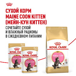 Royal Canin (Роял Канин) Киттен корм влажный для котят породы Мэйн кун в соусе 85 г