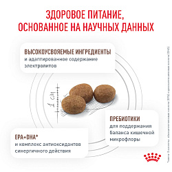Royal Canin (Роял Канин) Гастроинтестинал Корм сухой для взрослых собак 2 кг